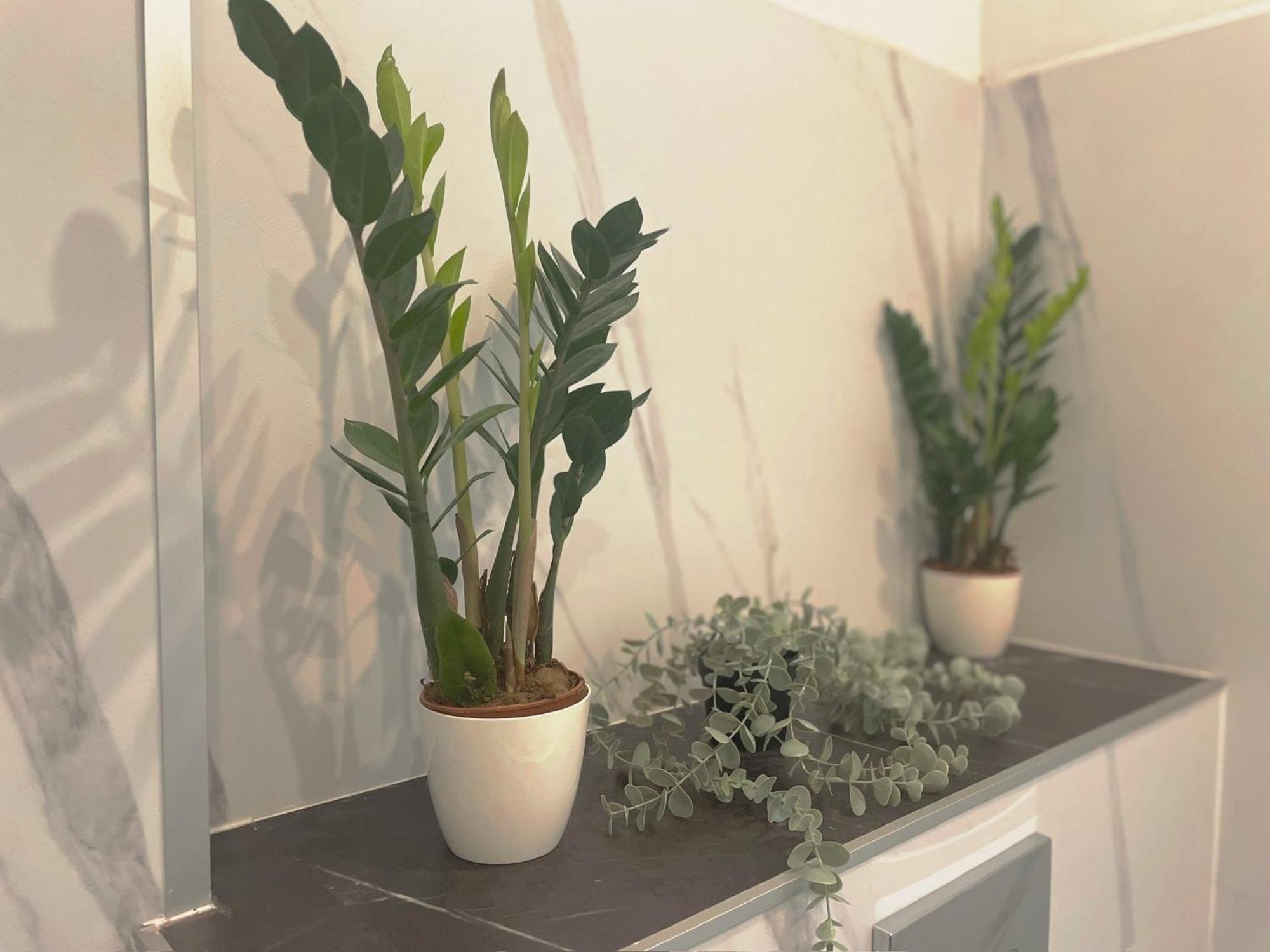 קושיצה Central Apartment New Studio מראה חיצוני תמונה